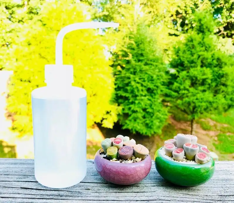 lithops edge watering squeeze bottle
