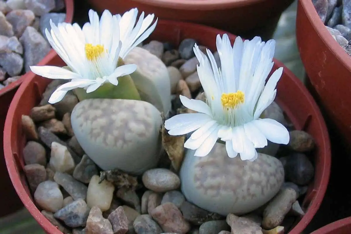 lithops flower close-up white bloom