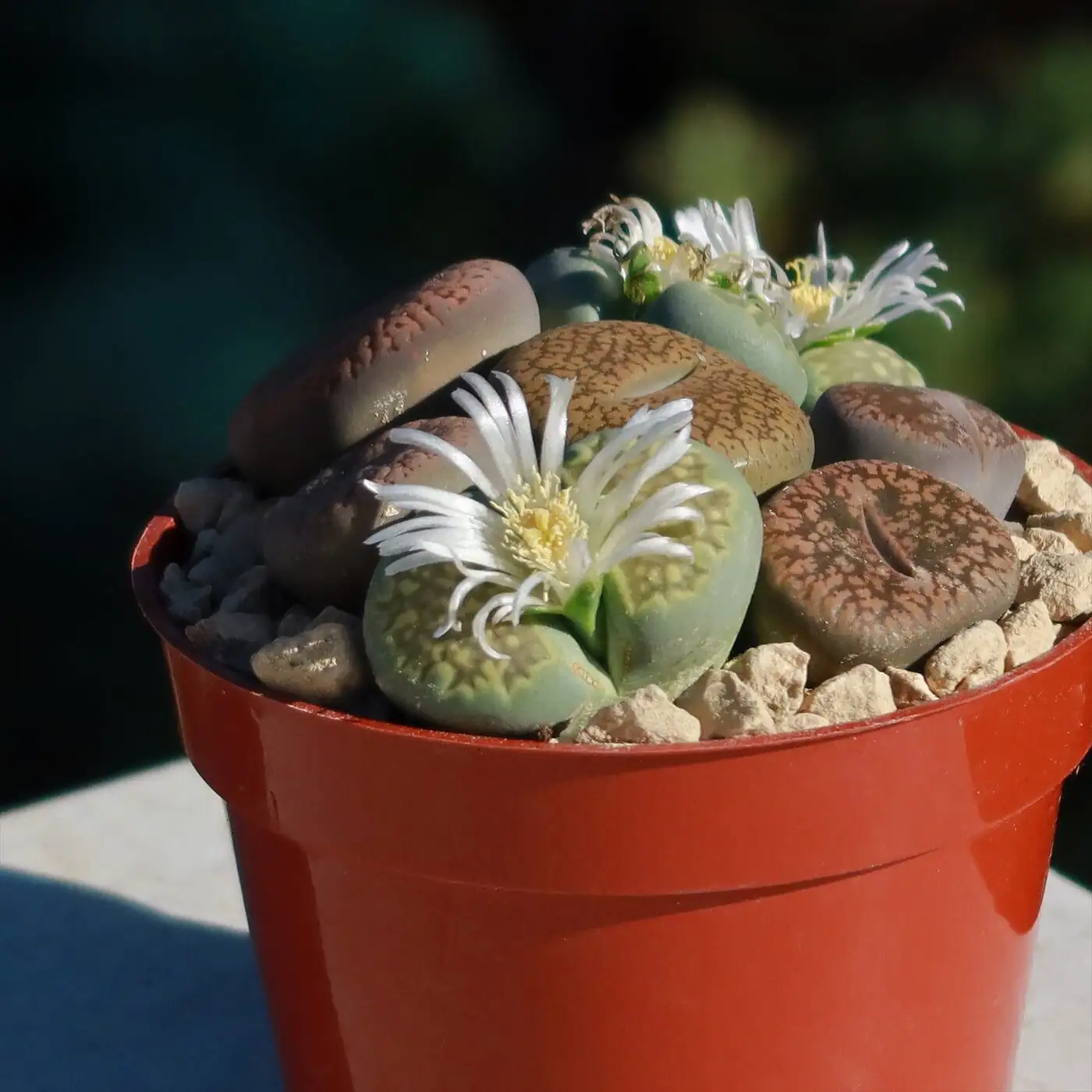 Seed to Stone: A Patient Grower’s Masterclass on Raising Lithops from Seed