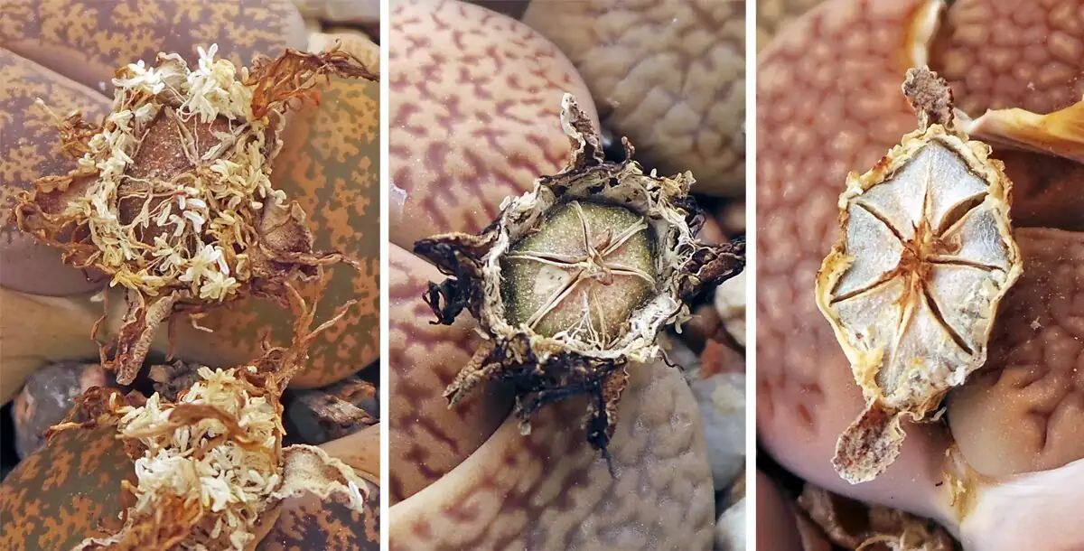 lithops seed capsule opening
