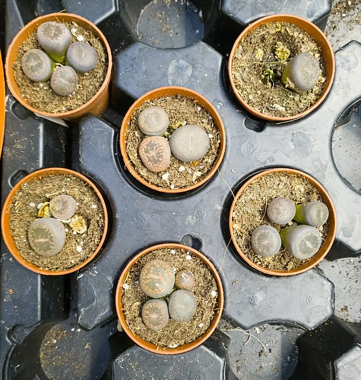 lithops mineral soil mix tray