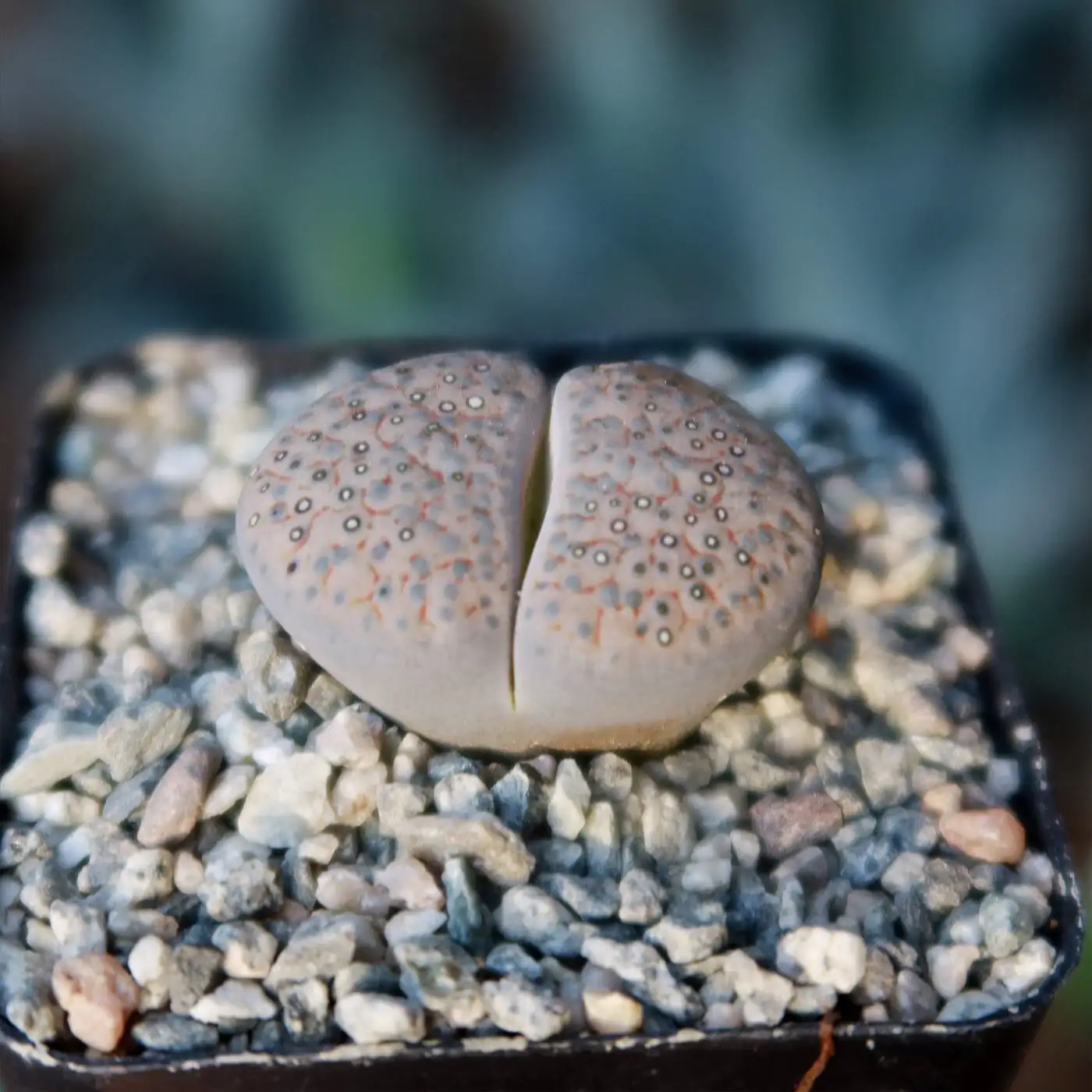 lithops leaf replacement close up