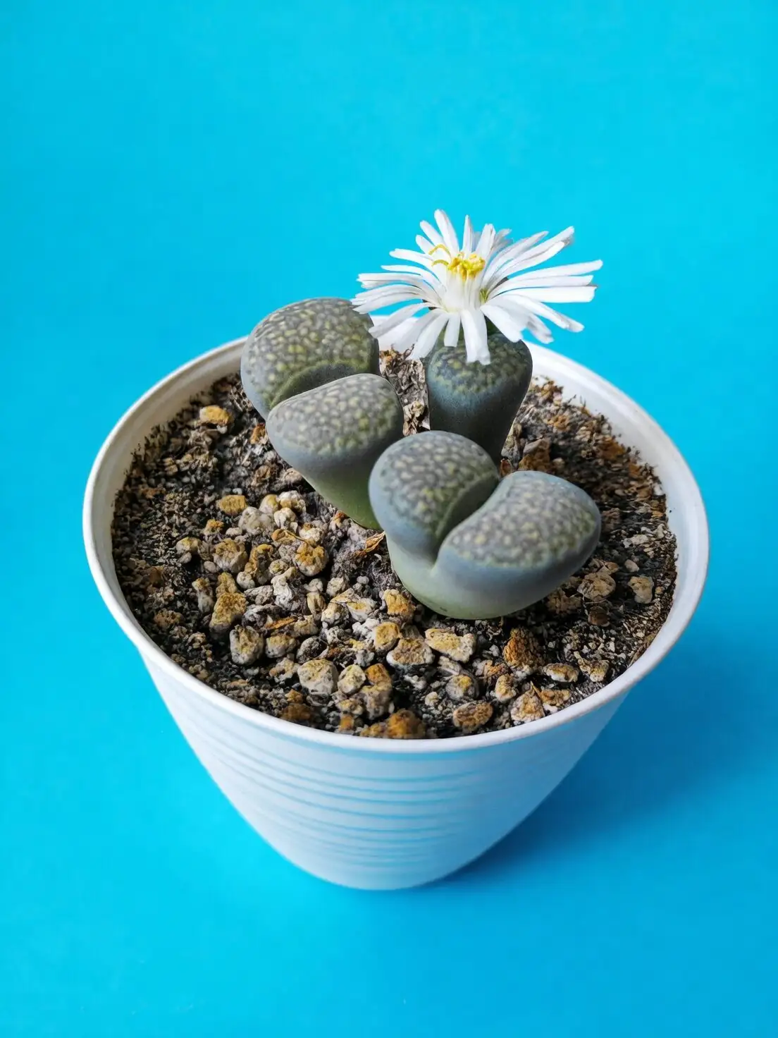 Lithops vs. Conophytum vs. Pleiospilos: Can You Spot the Real ‘Living Stone’?