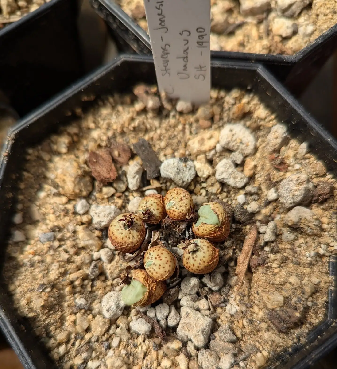conophytum top pore close-up