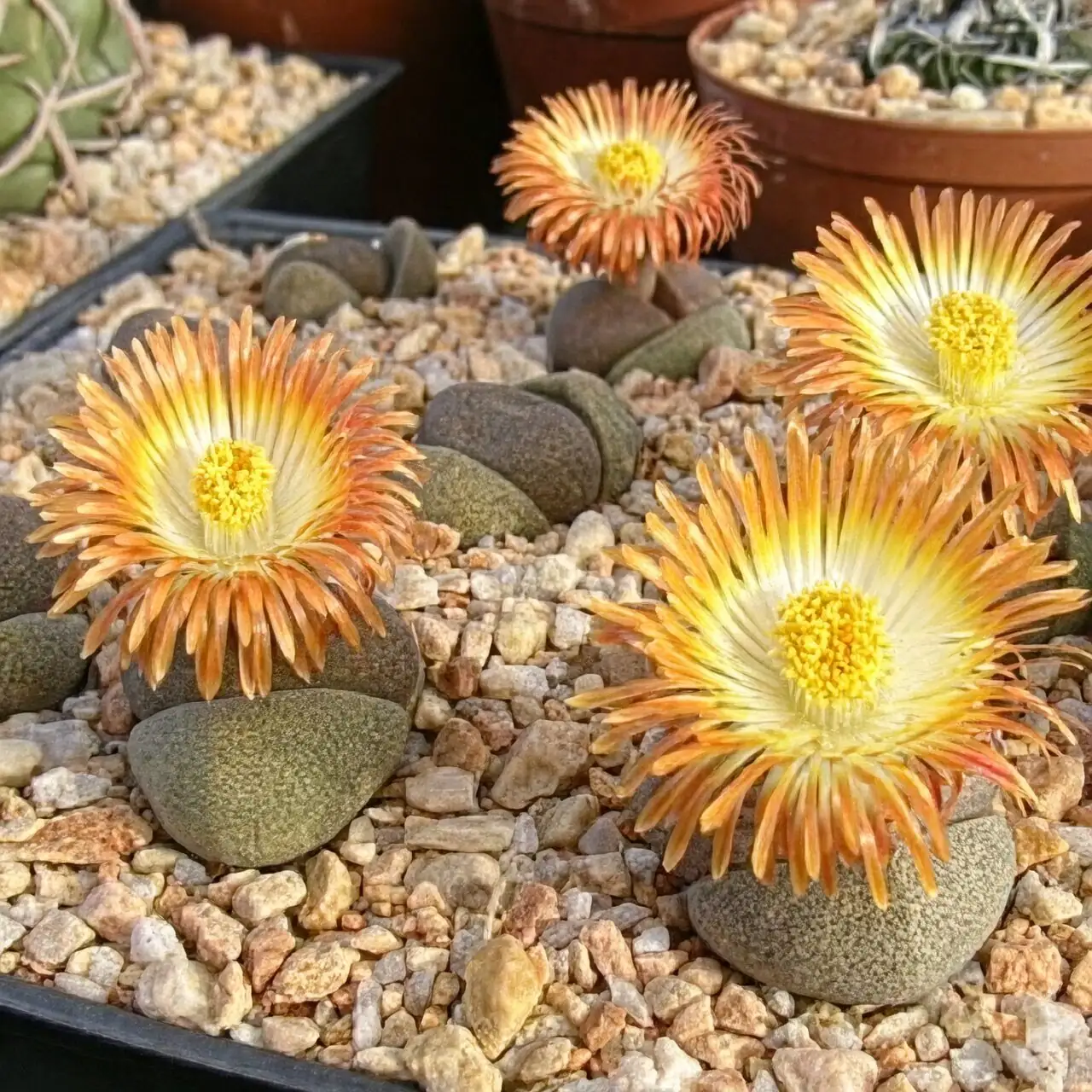pleiospilos nelii multiple flowers