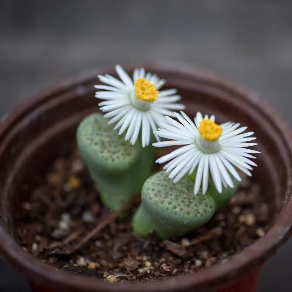 From Shop Shelf to Sunbeam: Choosing Healthy Lithops and Sun‑Training Without Scorch