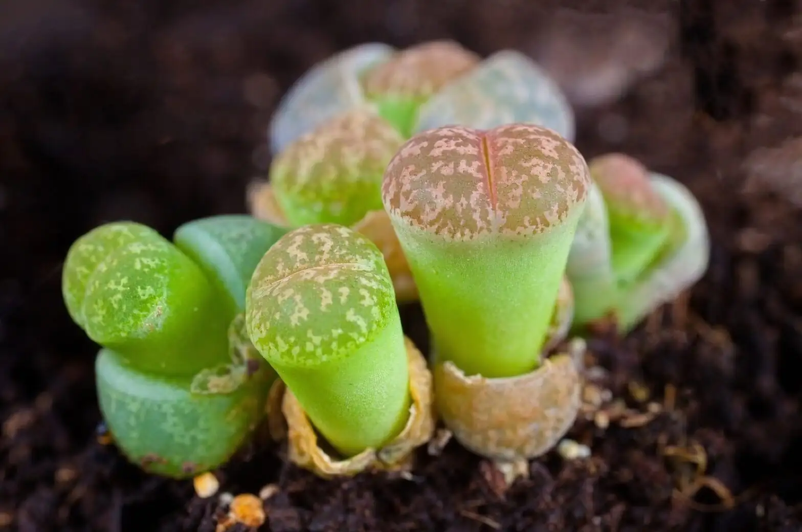 lithops on nursery shelf close-up