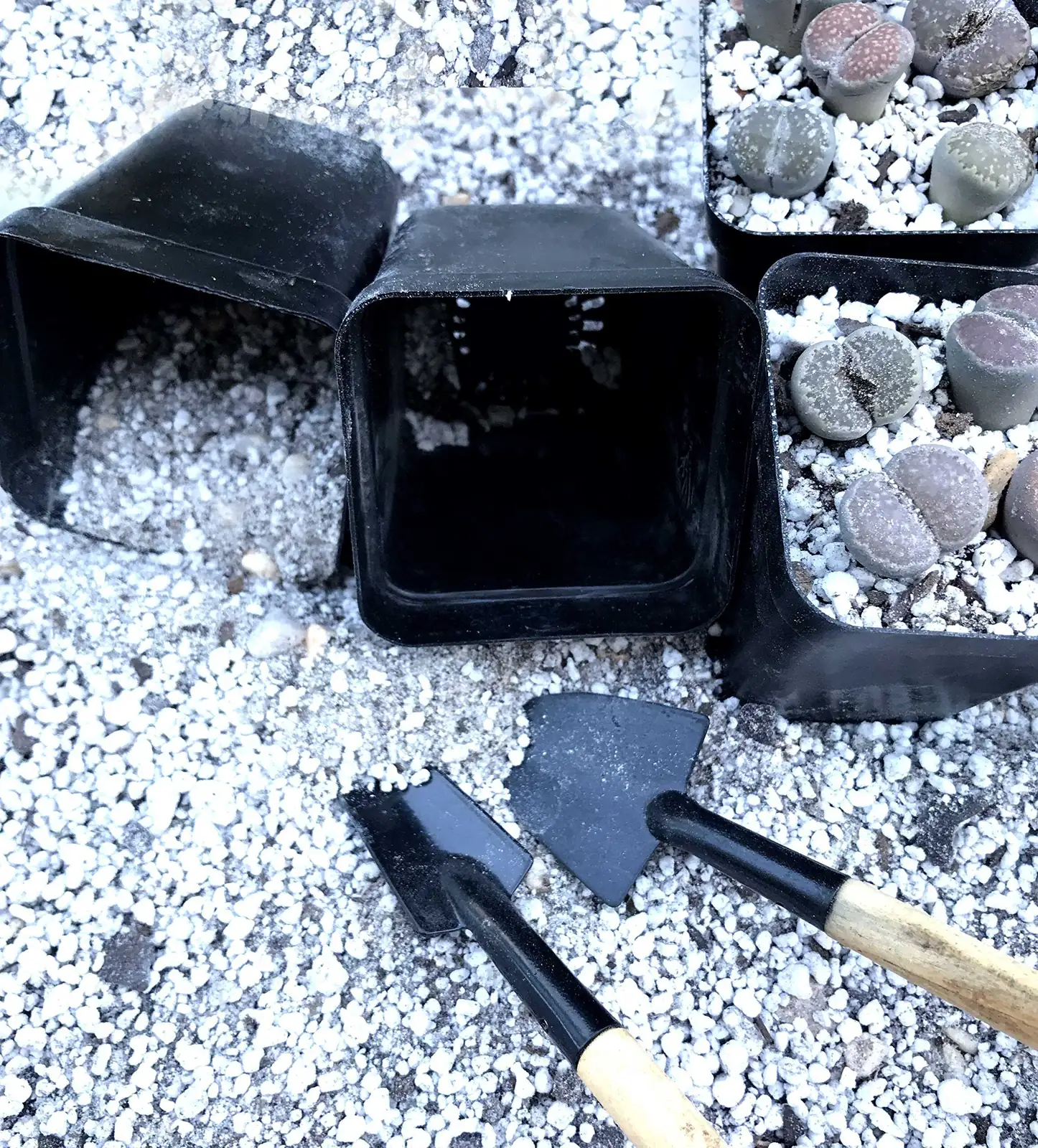 lithops repotting roots gritty mix