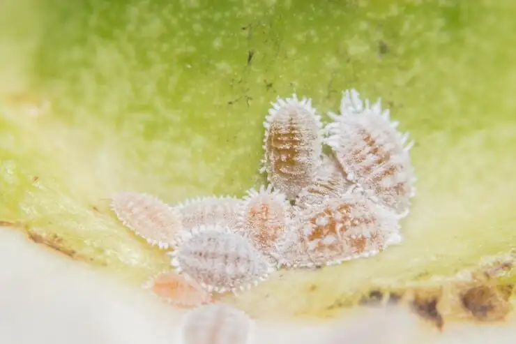 lithops mealybugs macro