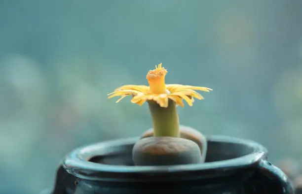 lithops autumn flowers close-up