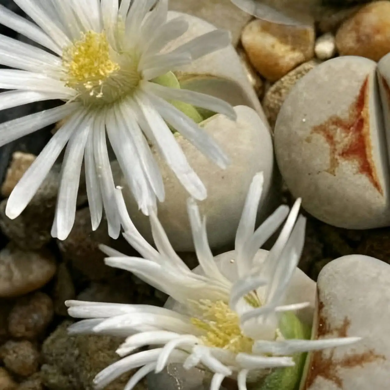 lithops daisy flower close up