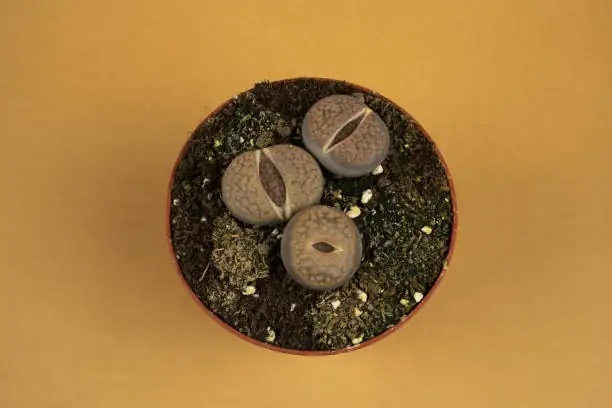lithops wrinkling watering cue closeup