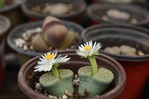 Your 12‑Month Lithops Action Plan: When to Water, Shade, Repot, and Expect Flowers