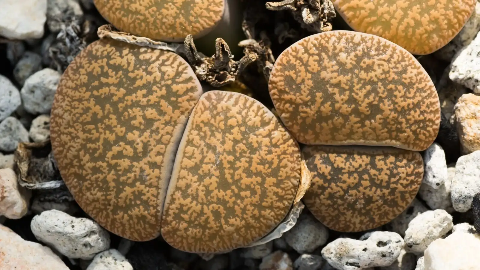 lithops leaf windows close-up