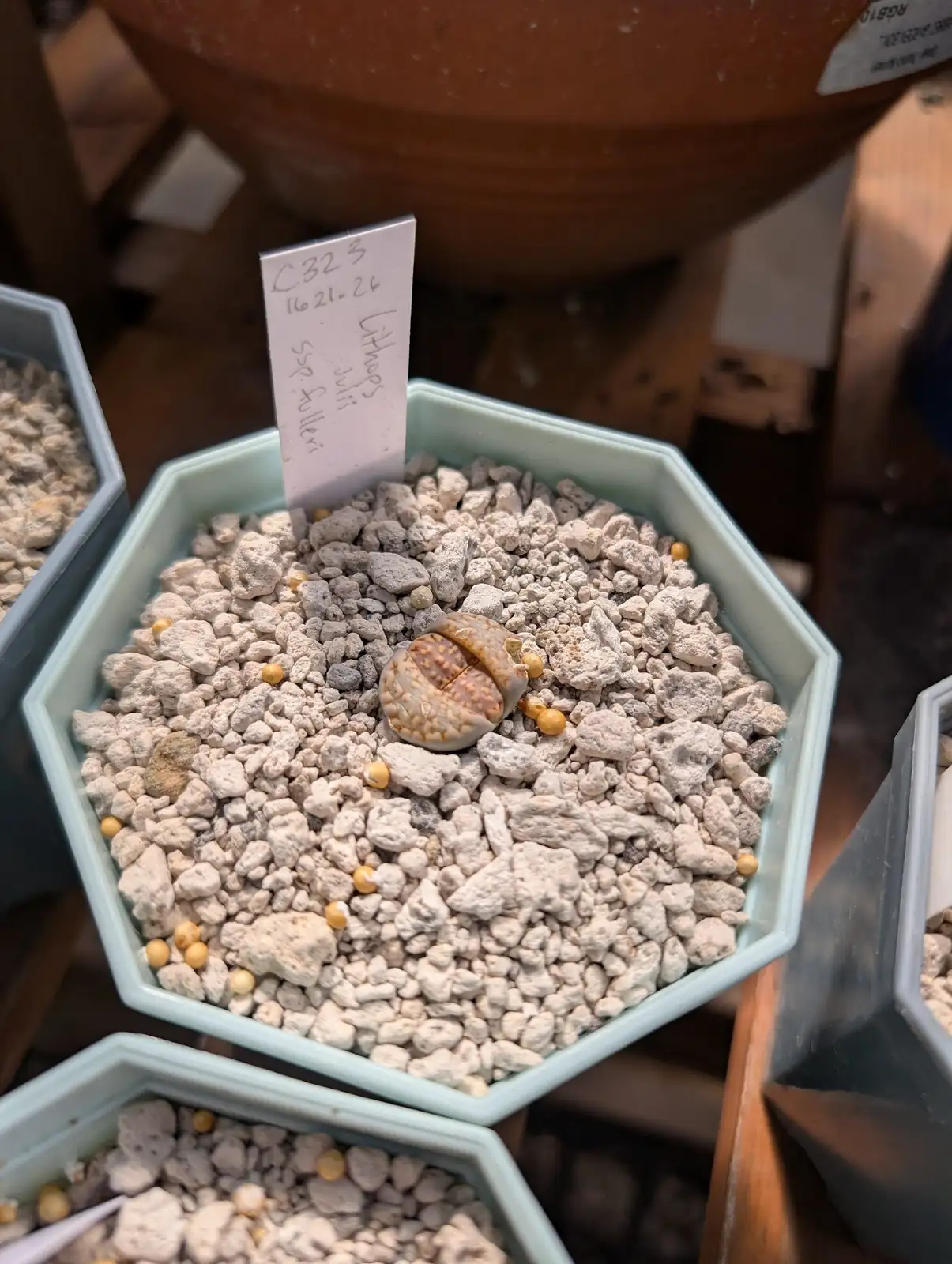 lithops leaf replacement papery skins
