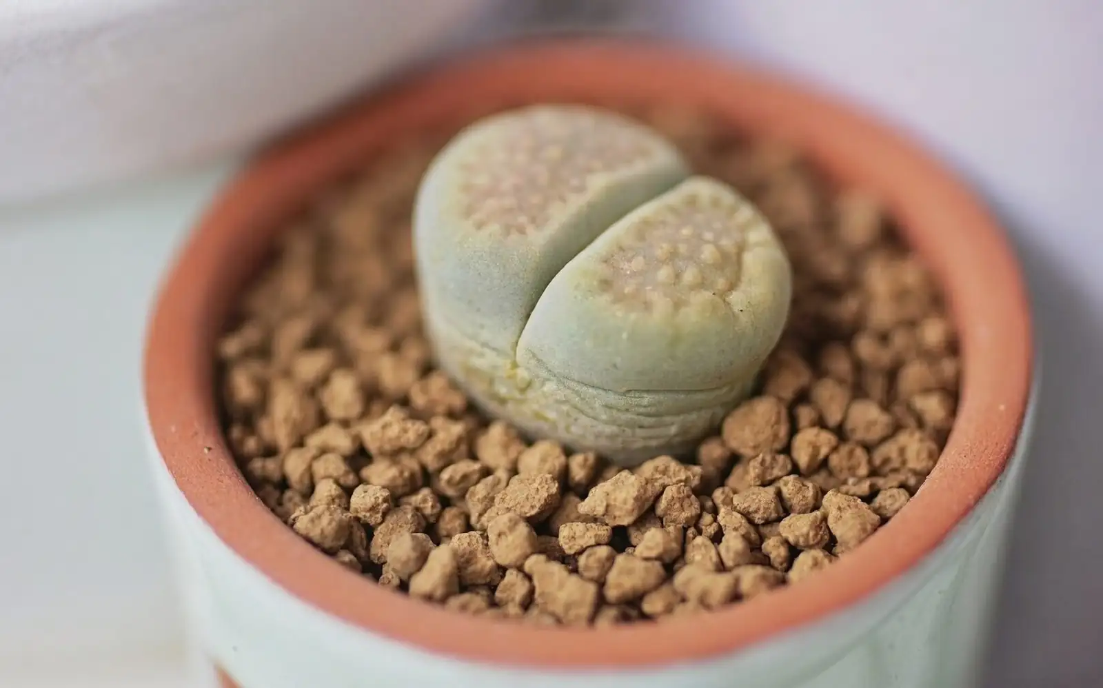 lithops repotting roots gritty mix