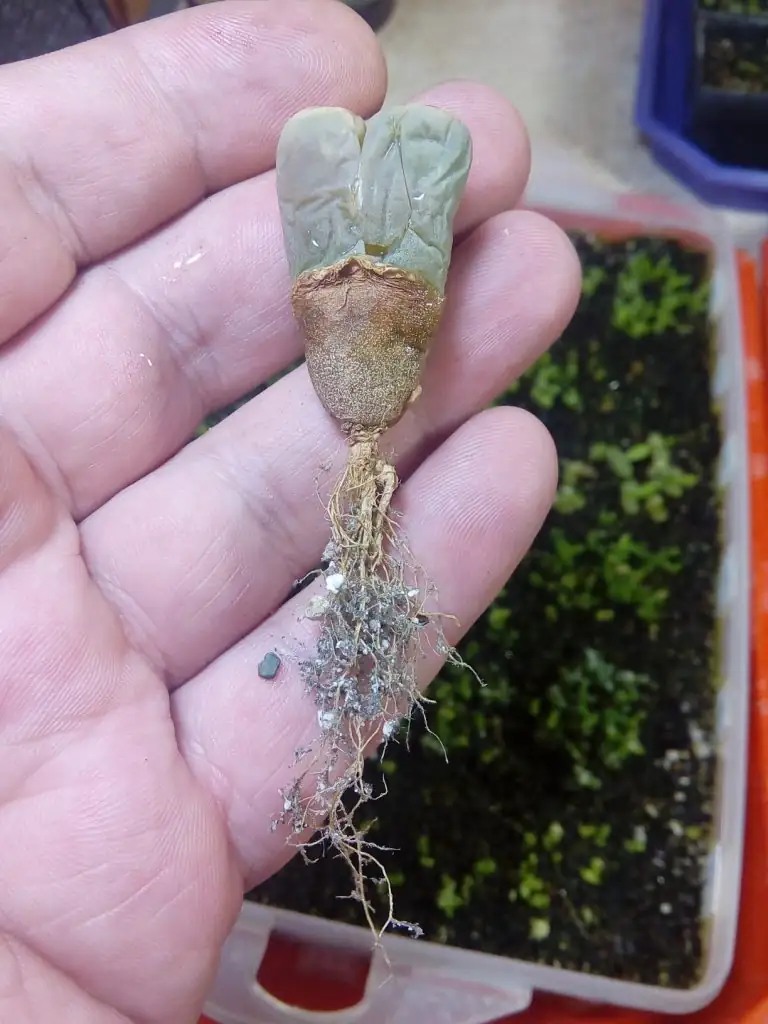 lithops with small fan ventilation