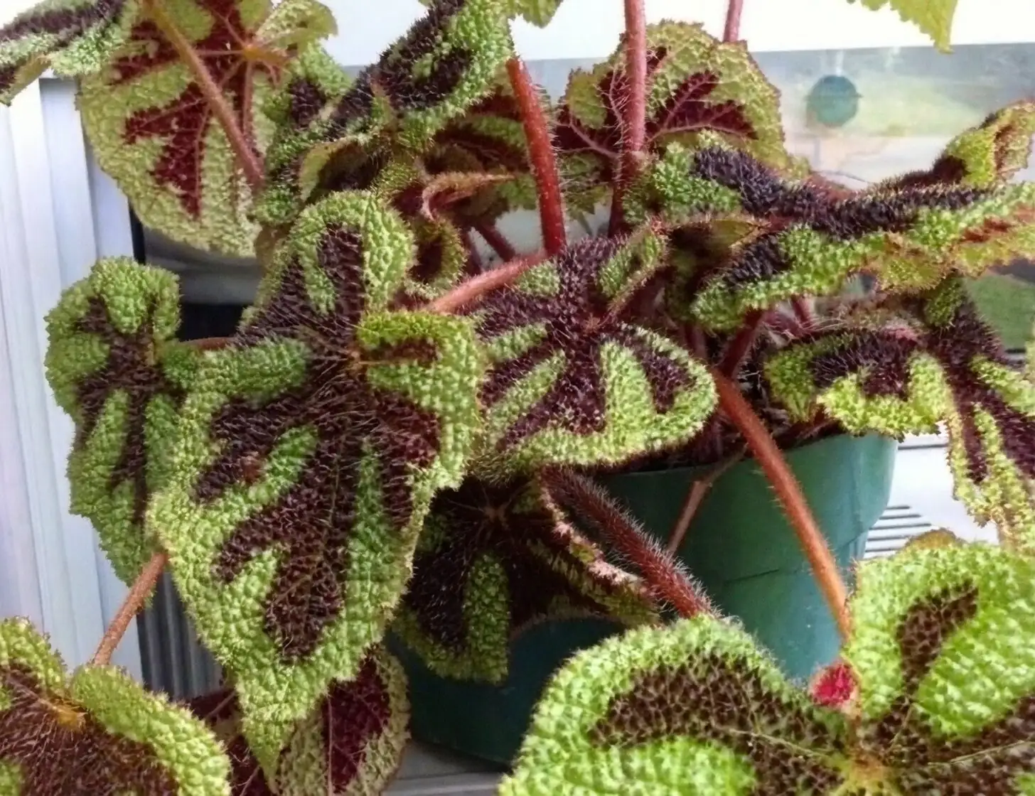 iron cross begonia spider mites webbing
