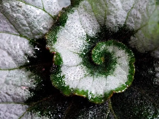 Stamped by Nature: How Begonia masoniana Traveled from Asian Forests to Houseplant Fame