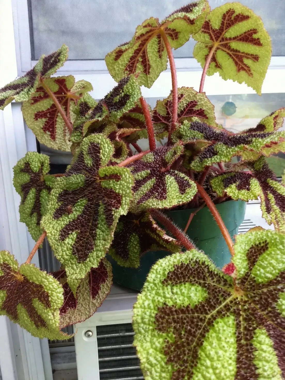 Iron Cross Begonia watering hands