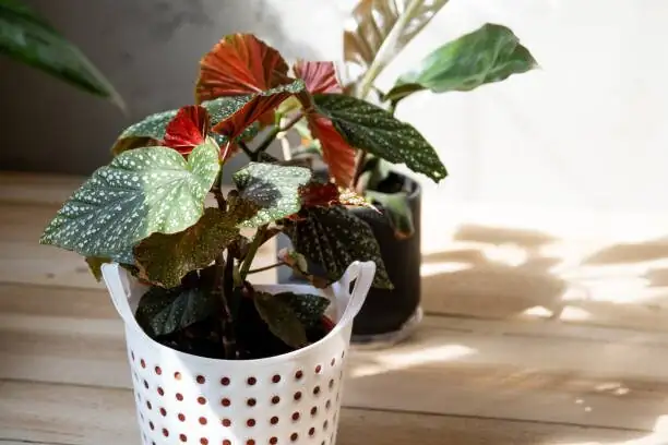 Begonia masoniana rhizome division
