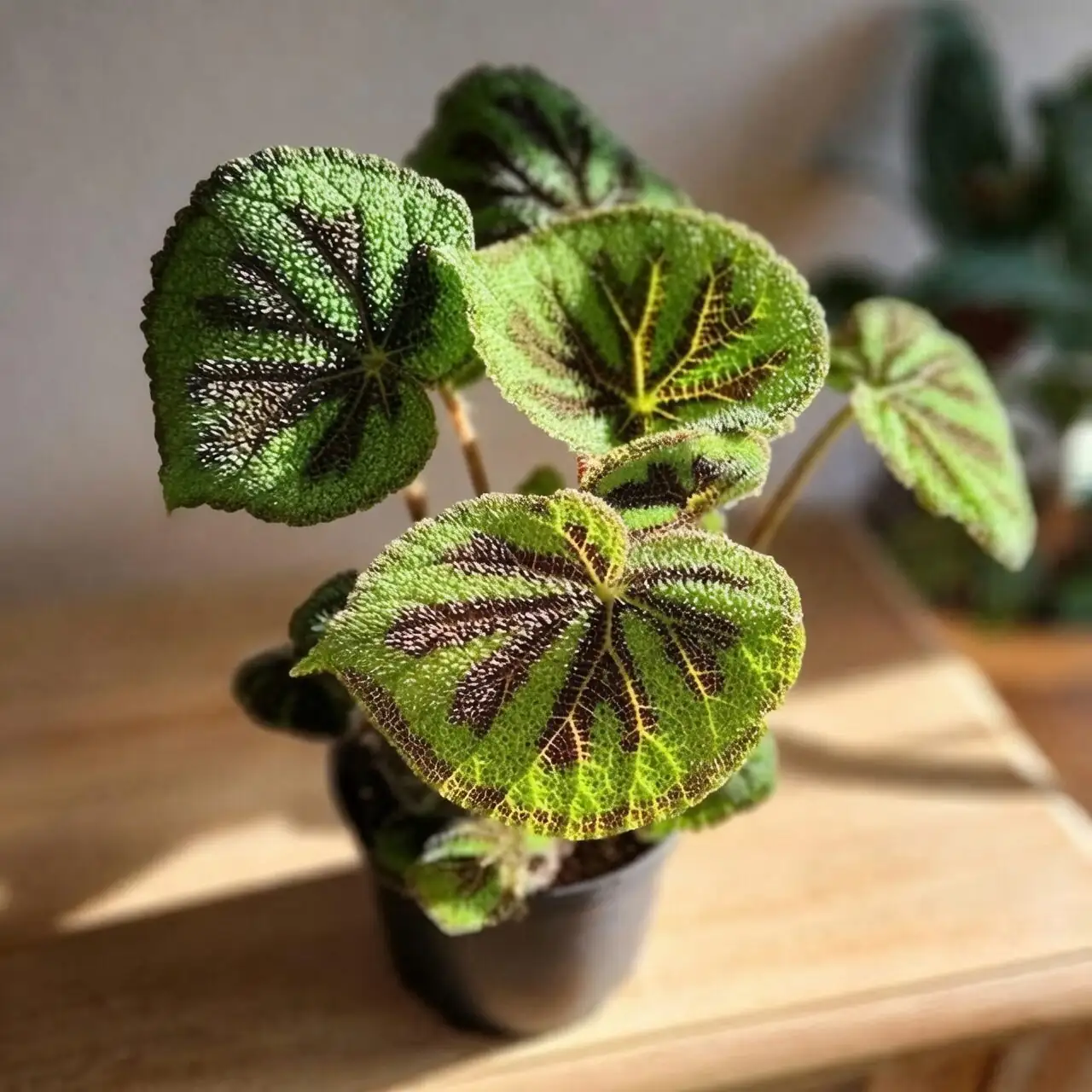 iron cross begonia indoor pot