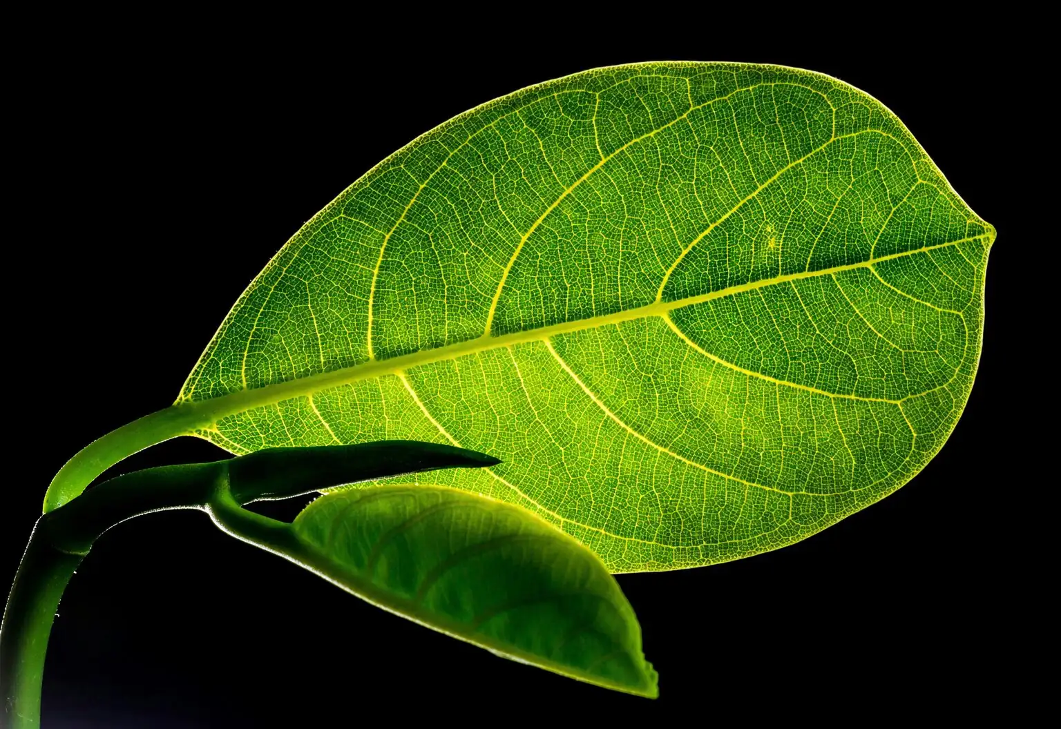 iron cross begonia leaf texture macro