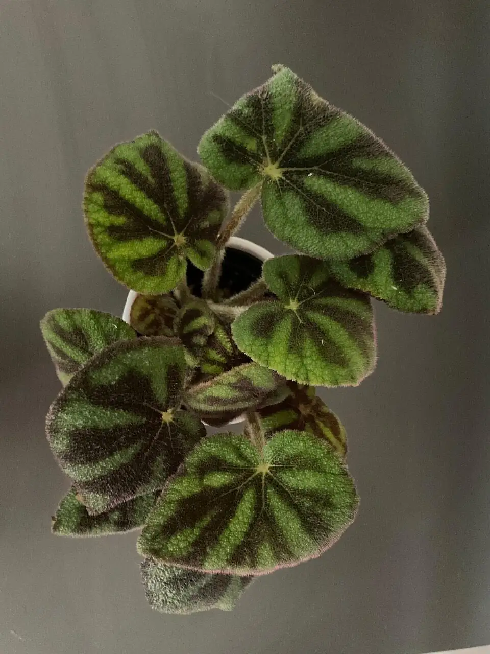 iron cross begonia indoor pot