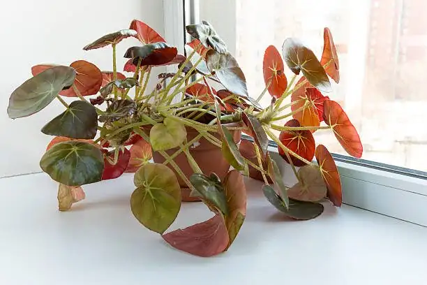 iron cross begonia east window