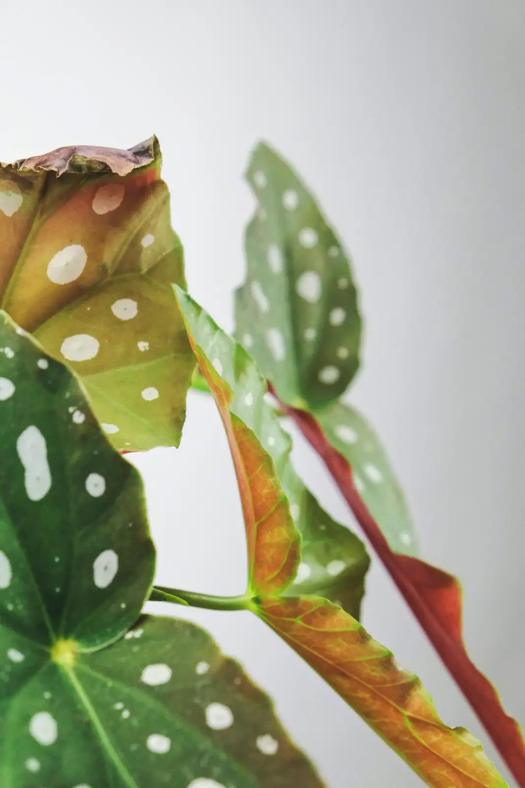 iron cross begonia watering hands