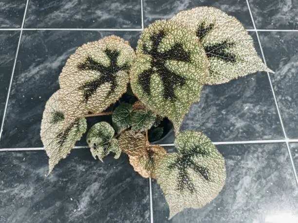 iron cross begonia rhizome division
