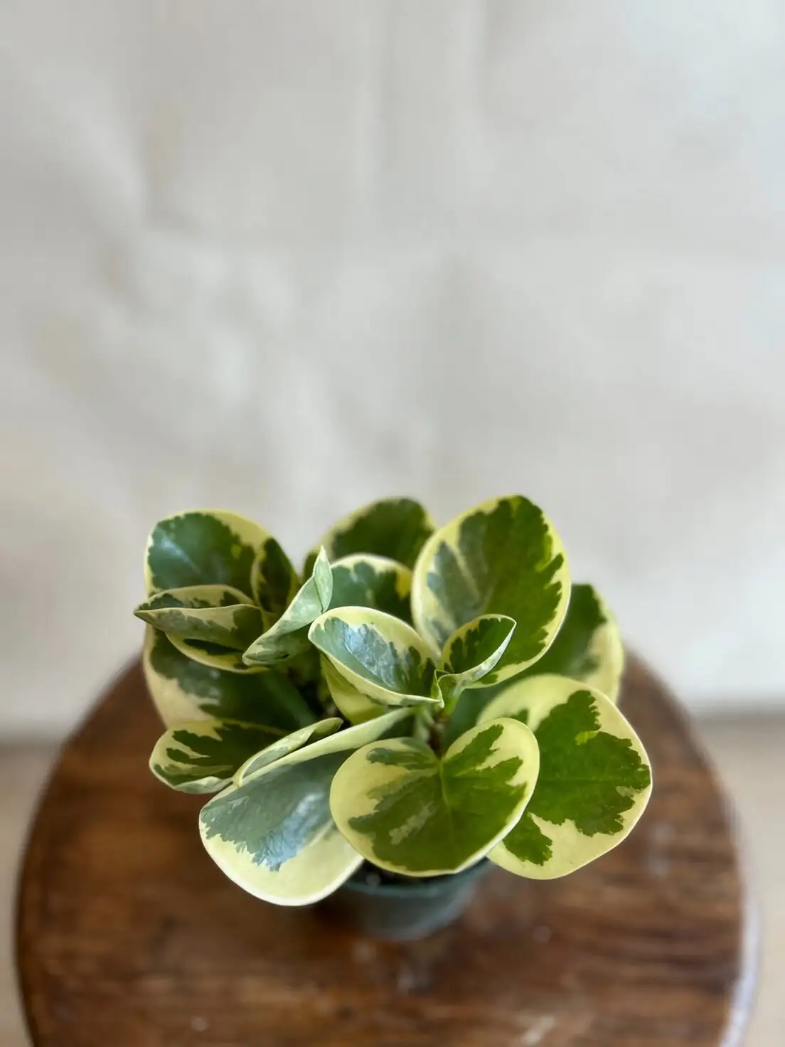 iron cross begonia propagation tools