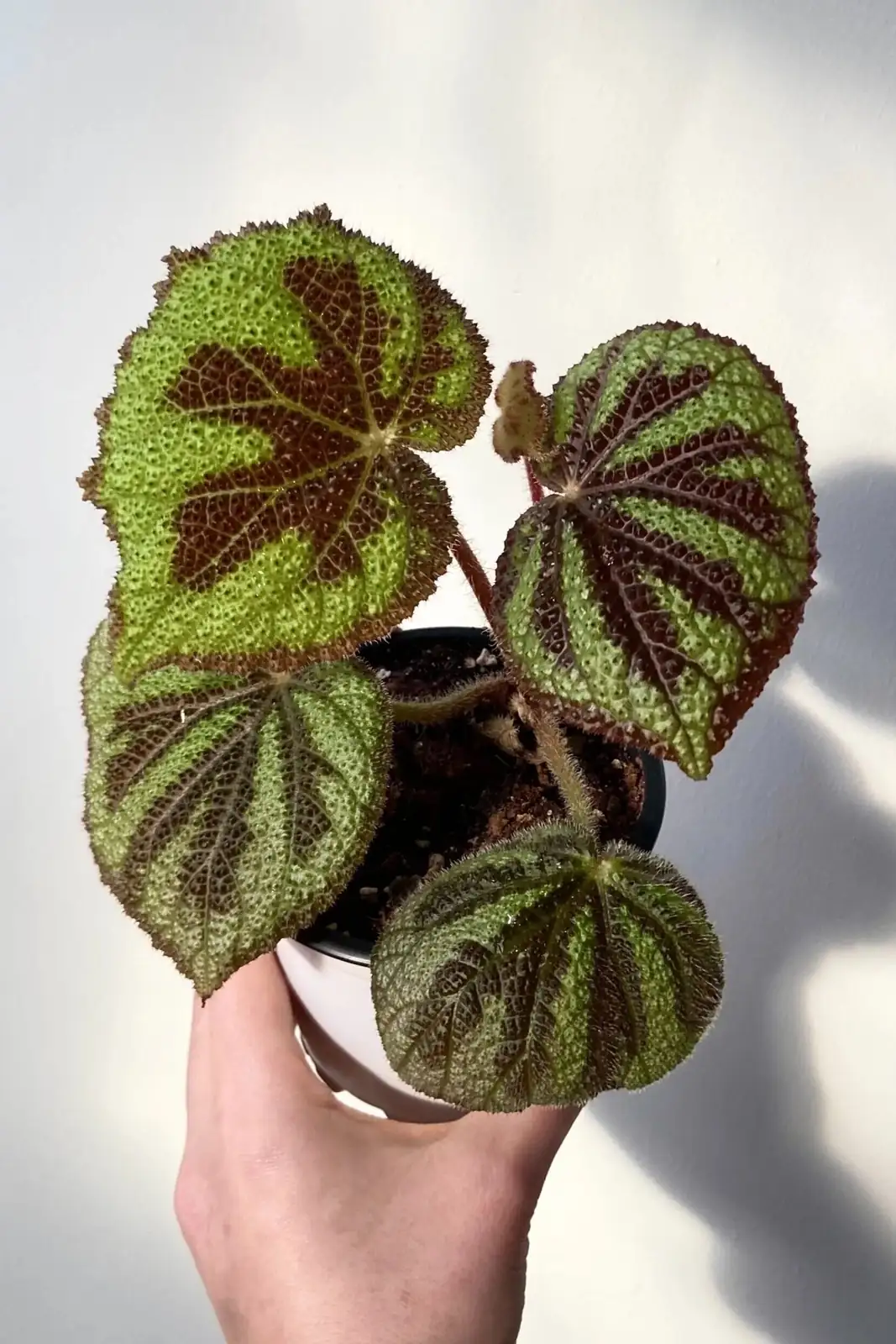 iron cross begonia leaf cutting dome