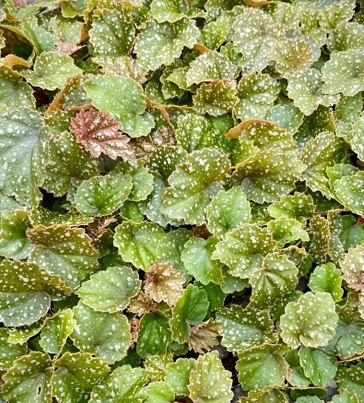 Iron Cross Begonia leaf cutting propagation