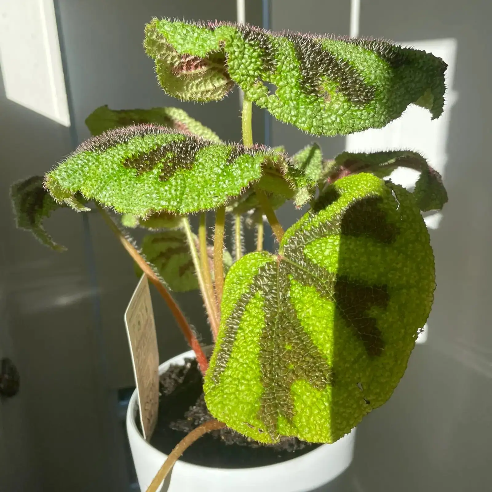 iron cross begonia east window sheer