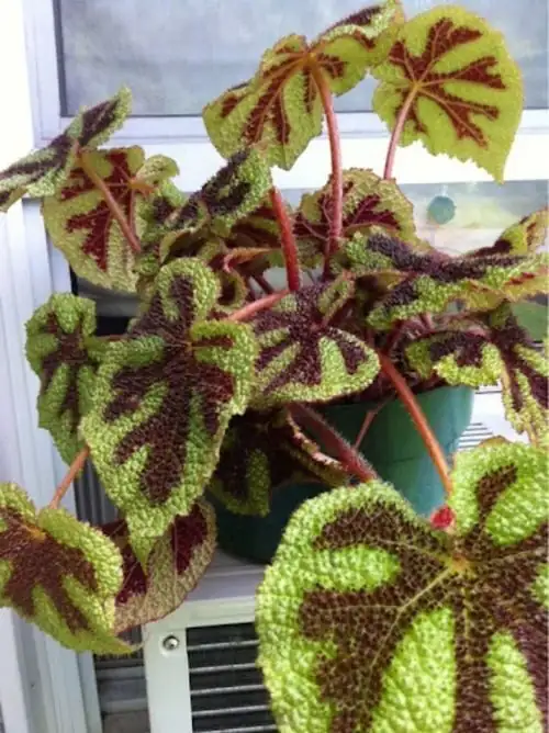 iron cross begonia with rex begonia