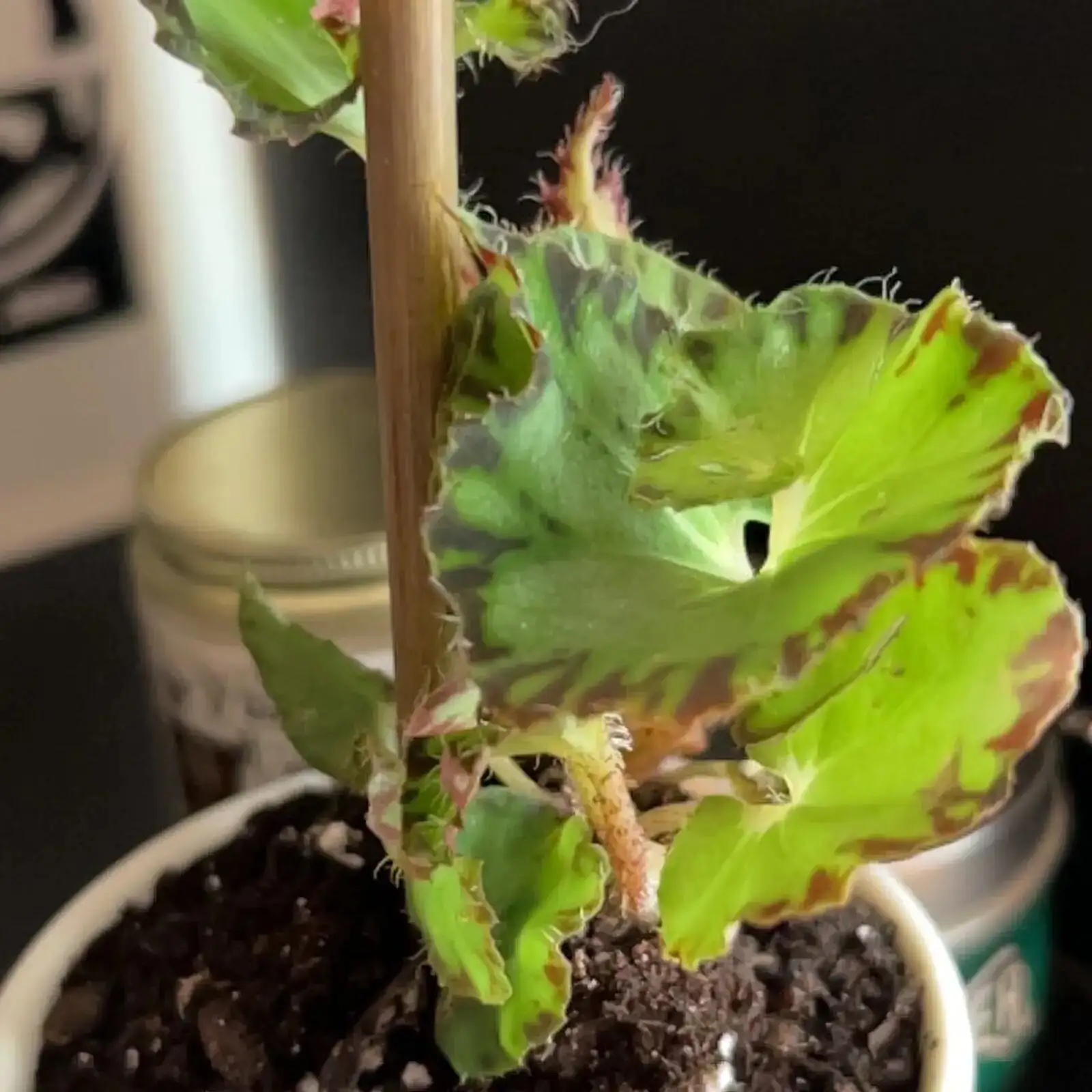 Iron Cross Begonia watering soil-only drainage