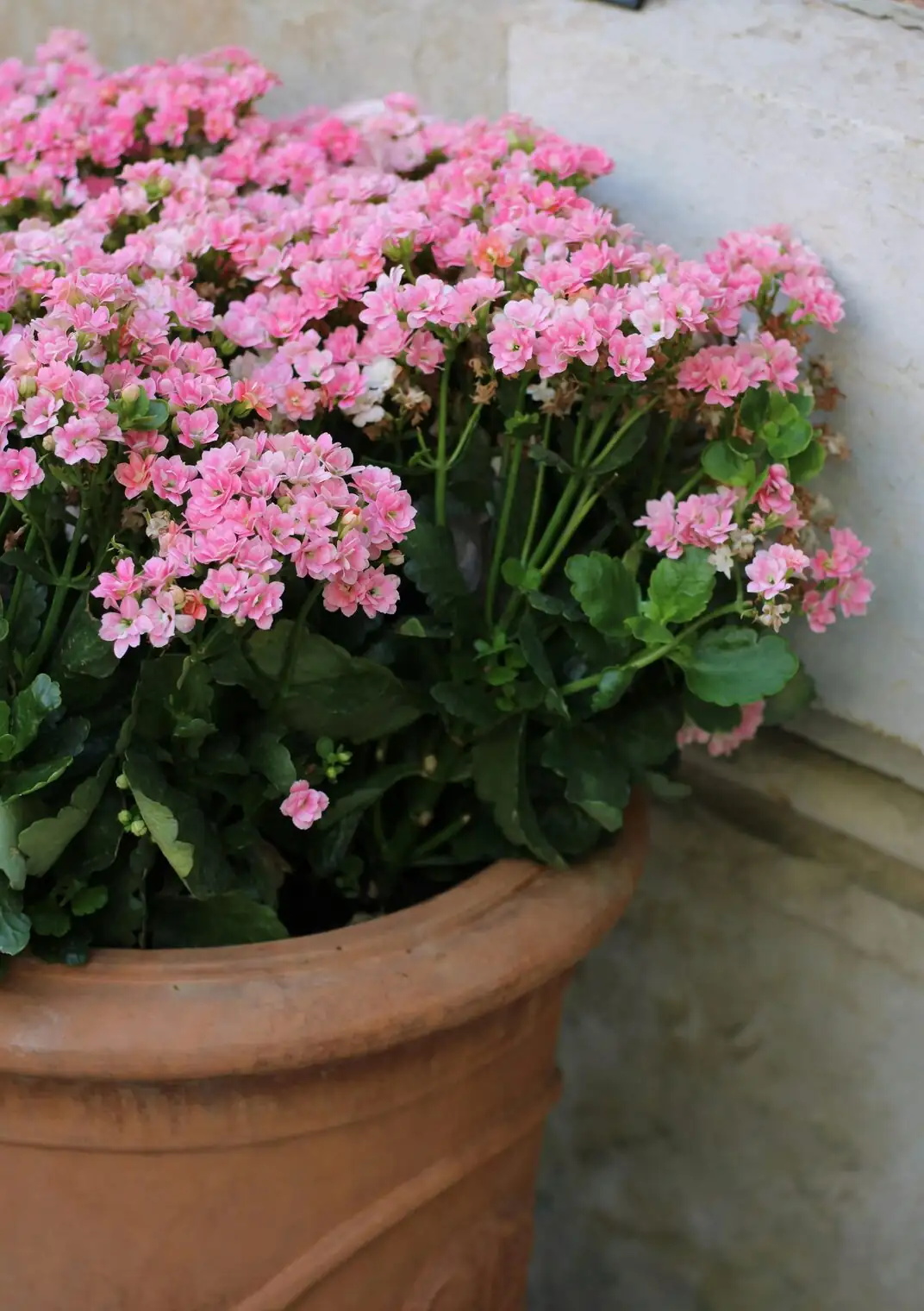 Begonia masoniana shallow terracotta pot