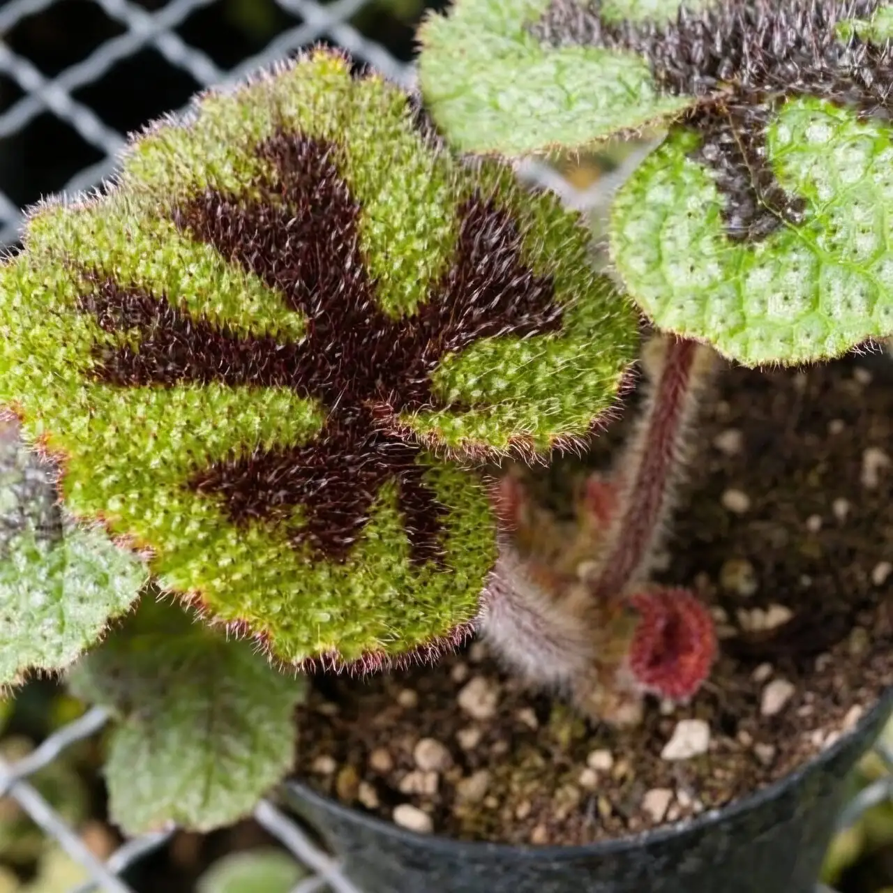 Begonia masoniana rhizome at surface