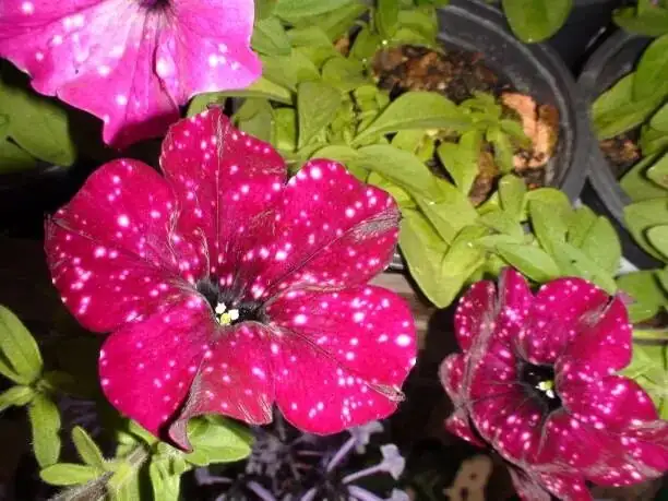 Begonia masoniana potting mix ingredients