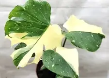 Begonia masoniana repotting shallow pot