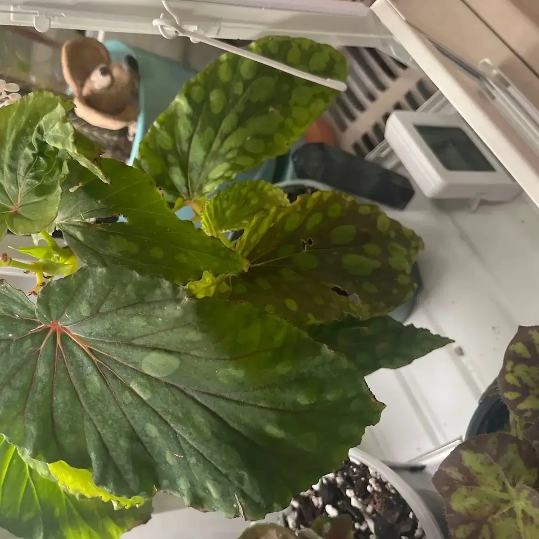 iron cross begonia greenhouse cabinet