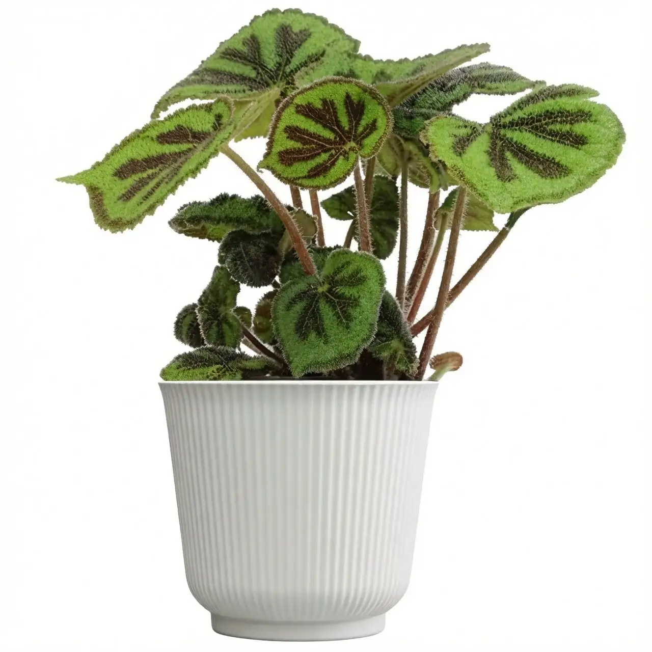 iron cross begonia cachepot pebbles