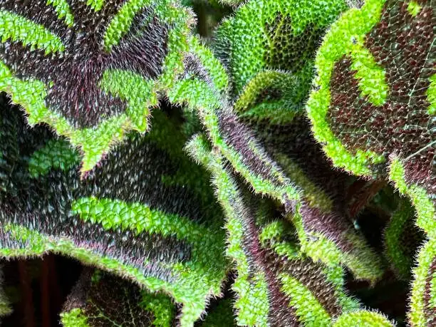 The Science Behind the Cross: Pigments, Light, and Leaf Architecture in Iron Cross Begonia