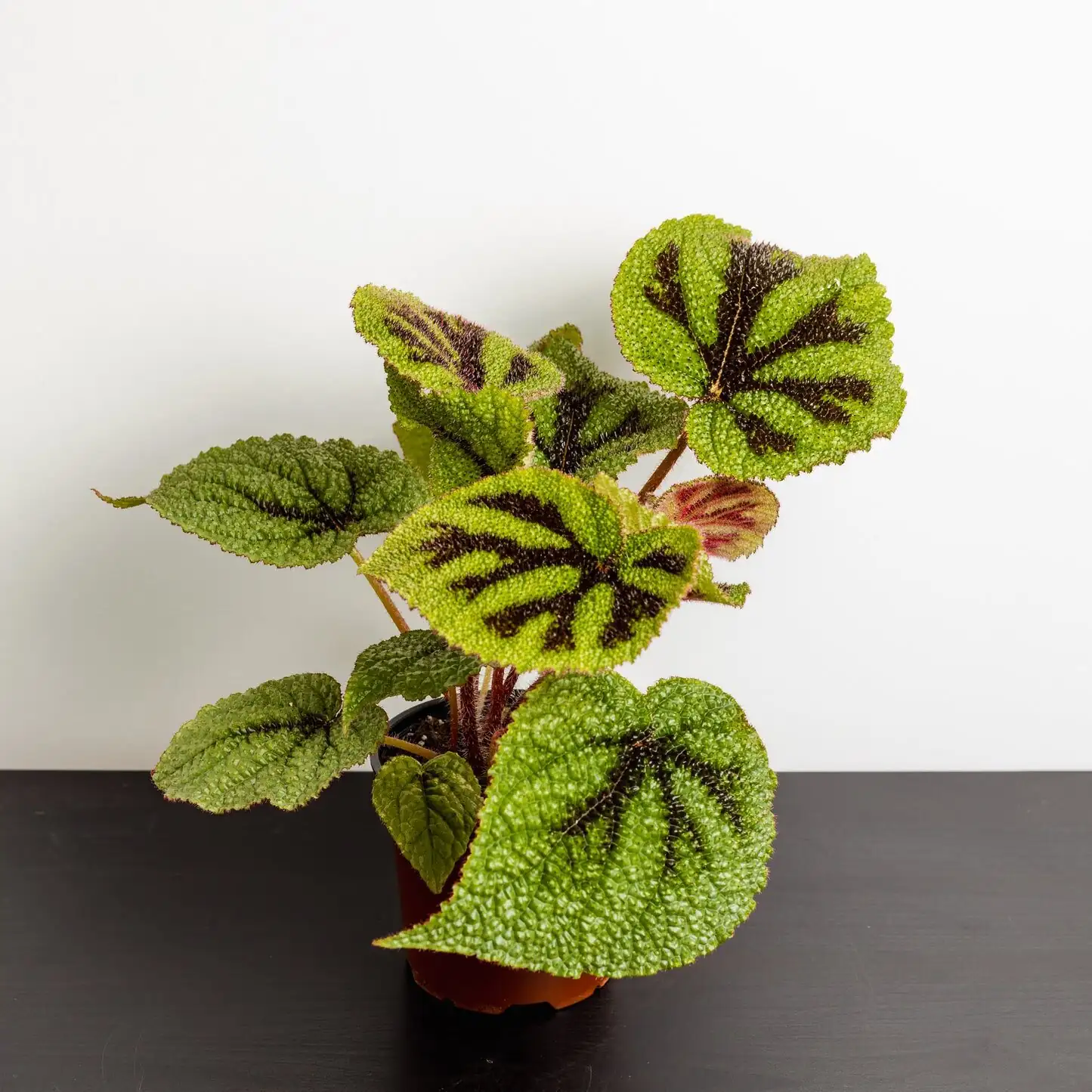 iron cross begonia potted indoor