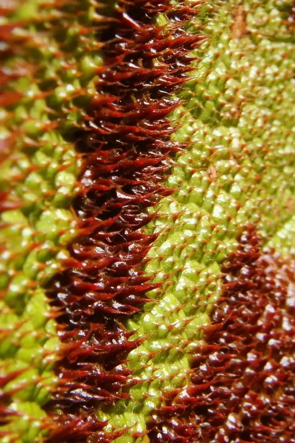 iron cross begonia leaf hairs macro