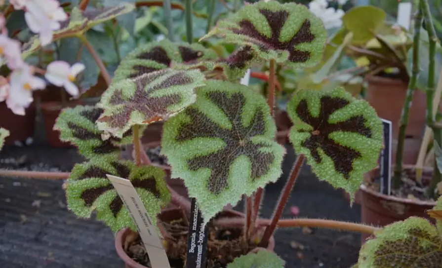iron cross begonia rhizome division