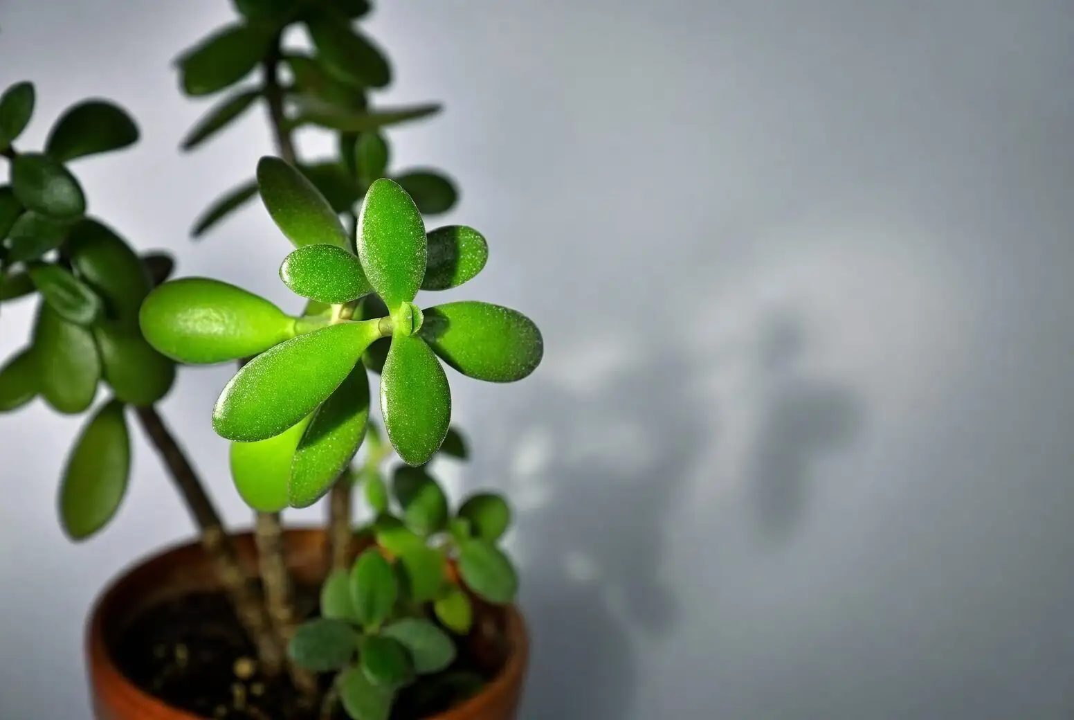 jade plant soil finger test