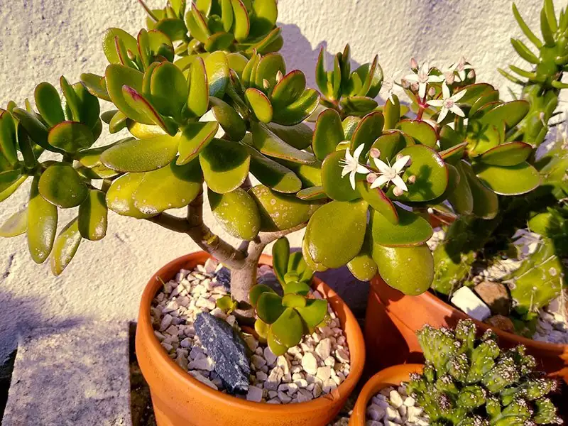 jade plant pot weight check