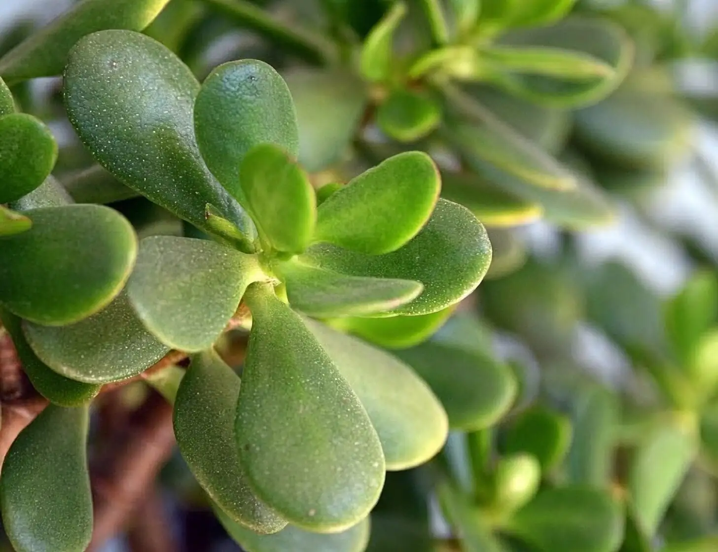 jade plant leaf squeeze close-up